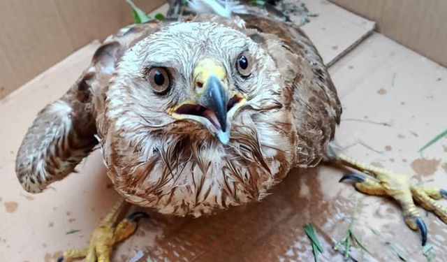 Bitkin haldeki doğan tedavi altına alındı