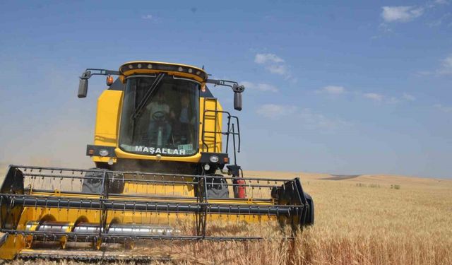 Bulanık’ta hububat hasadı başladı