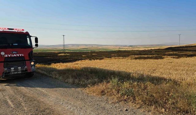 Çorum’da 15 dönüm buğday ekili tarla alevlere teslim oldu