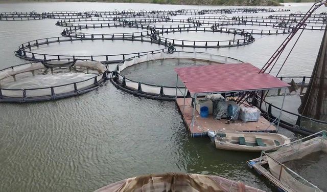 Erzincan’da kültür balıkçılığı yaygınlaşıyor