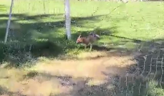 Futbol kalesi filesine sıkışan tilki ekipler tarafından kurtarıldı