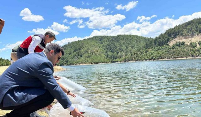 Hisarcık’ta baraj ve göletlere 89 bin aynalı sazan yavrusu bırakıldı