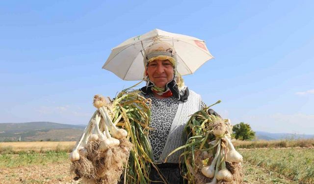 Kadın işçilerin kavurucu sıcakta zorlu Taşköprü sarımsağı mesaisi