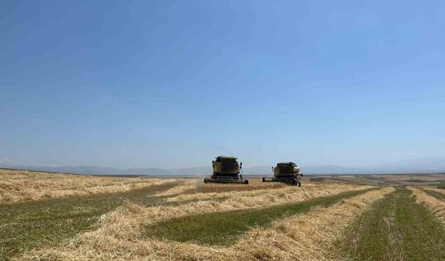 Kars’ta Ata tohumu arpa ile bereket fışkırdı: Çiftçinin yüzü güldü