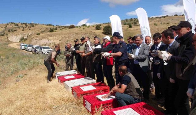 Kene savar keklikler doğaya salındı