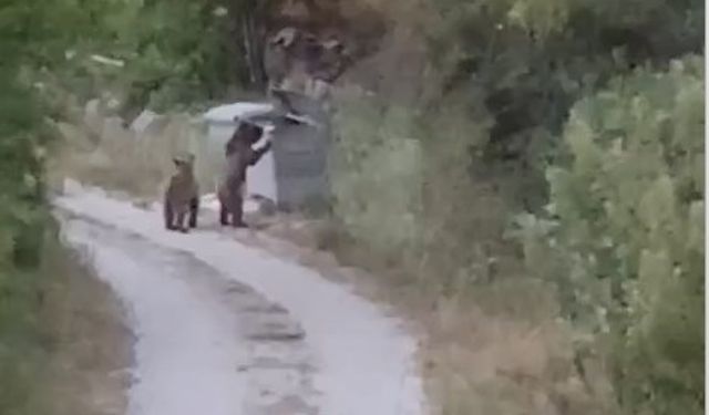 Köye inen ayıları "Gülümseyin çekiyorum" diyerek cep telefonuyla kaydetti