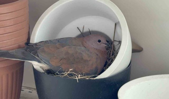 Kumru, saksının içine yuva yaptı