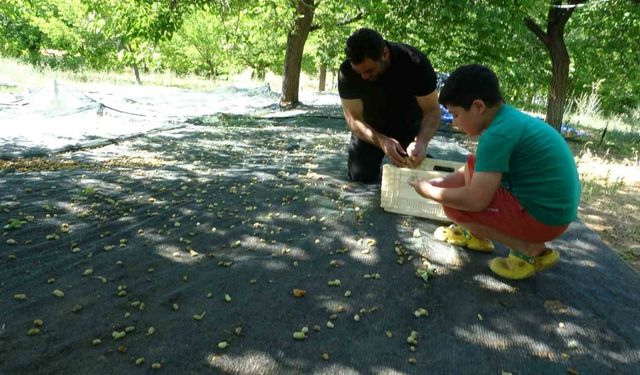 Malatya’da zirai donun vurduğu bölgelerde meyve üretiminde baraj çevresi umut oldu