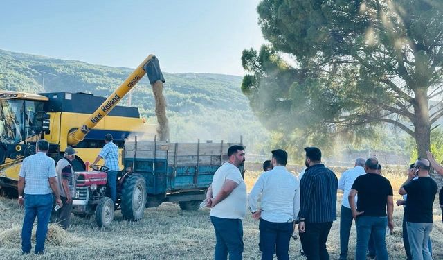 Menteşe’de buğday hasadında sona yaklaşıldı: 7 bin ton rekolte bekleniyor