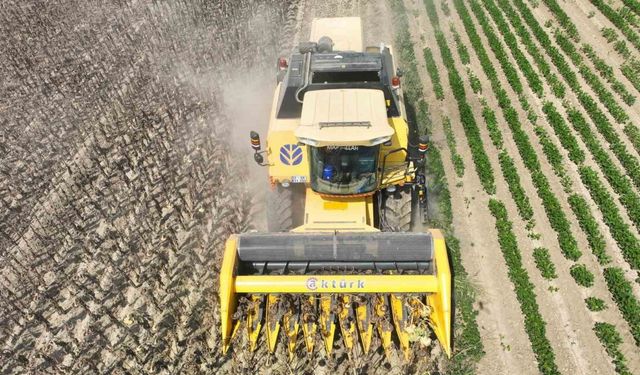 Osmaniye’de Ayçiçek hasadı başladı