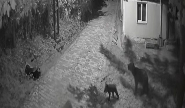 Sinop’ta anne ayı ve yavrularının dut yeme anları kamerada