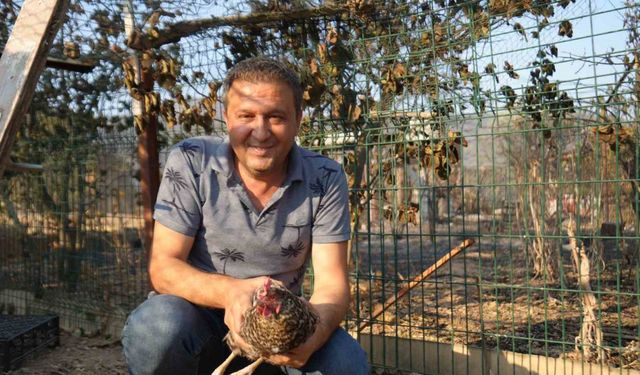 Yangından kaçıp kurtulan tavuk kümesine geri döndü