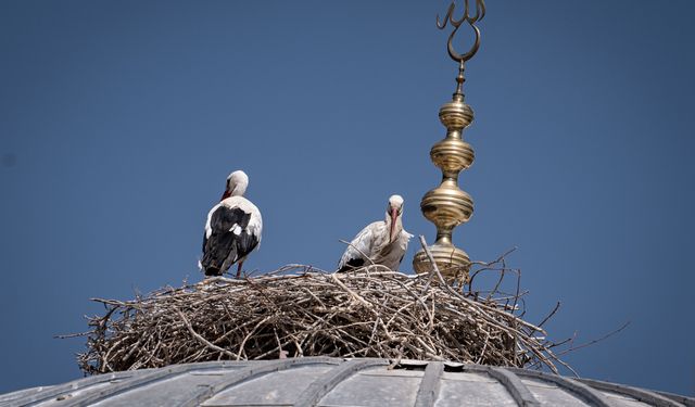 Bitki örtüsünün gelişimi ve serin hava leylekleri Erzurum'da konaklattı