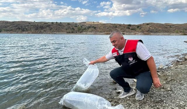 Çankırı'da iç sulara 626 bin sazan yavrusu bırakıldı