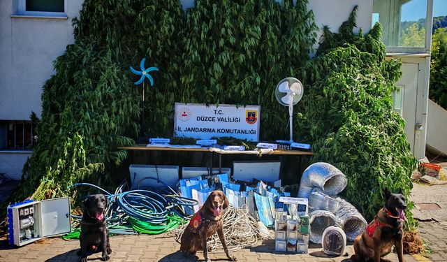 Düzce'de kenevir yetiştirdiği fotokapanla tespit edilen şüpheli gözaltına alındı