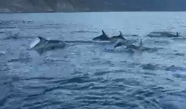 Balıkçı teknesinin yanına gelen yunusların muhteşem görüntüsü