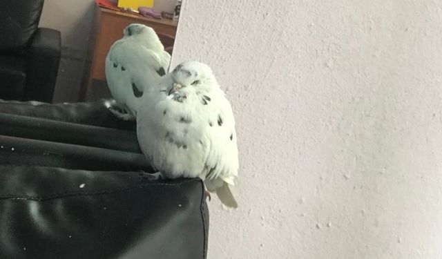 Çok sevdiğini güvercini kayboldu, her yerde onu arıyor