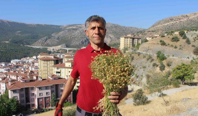 Dağ yamaçlarından topluyor, buketini 100 TL’den satıyor