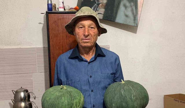 Dededen kalan tohumla "Çavuşlar Kavunu" yeniden canlandırıldı