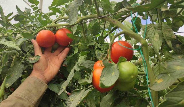 Dekarda 17 ton domates üreten çiftçinin yüzü güldü