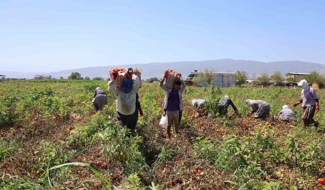 Domates işçileri çöl sıcaklarında saati 250 TL’ye ter döküyor