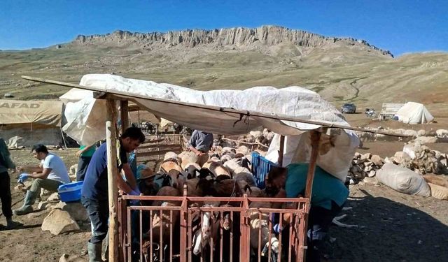 Erzincan’da yayladaki hayvanlara şap aşısı vuruldu