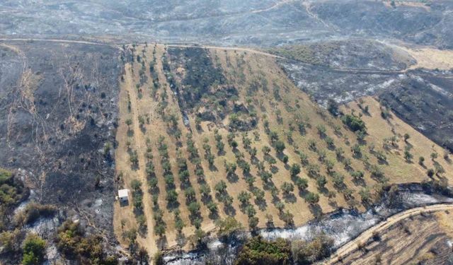 Gelibolu’da yaşayan çiftçi zeytinliğinin altını sürdüğü için yangından etkilenmedi