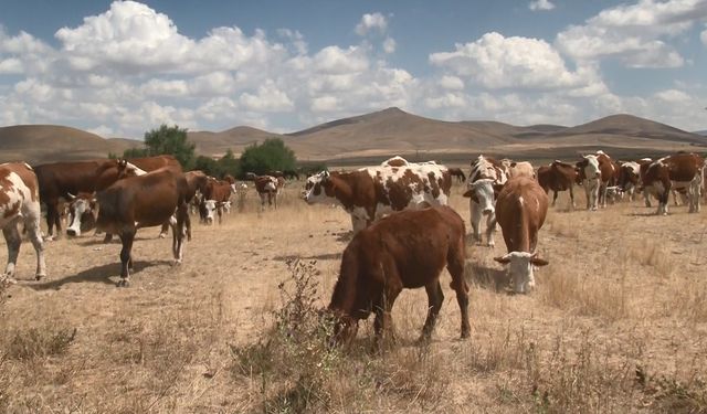 Kars’ta şap hastalığı geçti, hayvanlar yeniden meralara döndü
