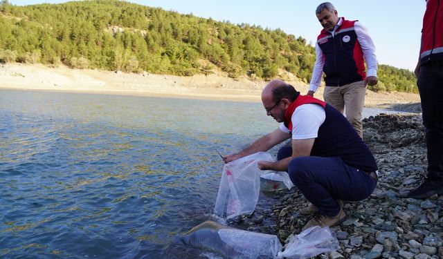 Kastamonu’da baraj ve göletlere 656 bin yavru sazan balığı salındı