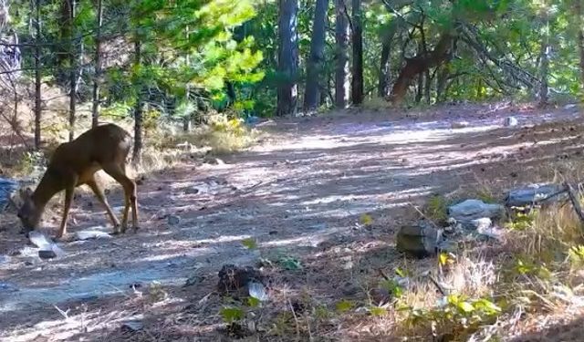 Kazdağları’nın sessiz ve zarif efendisi