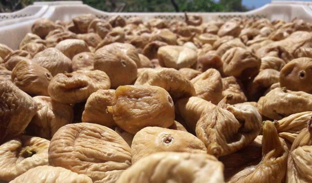 Kuru incir üretiminde aflatoksinle mücadele için üreticilere 19 bin kerevet dağıtıldı