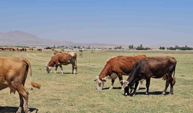 Kuş Cenneti Arin Gölü kurudu: Hayvanlar susuz kaldı