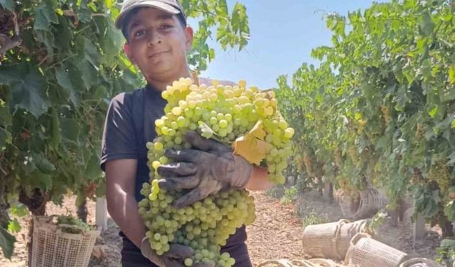 Manisa’da 7 kilo 250 gramlık üzüm salkımı