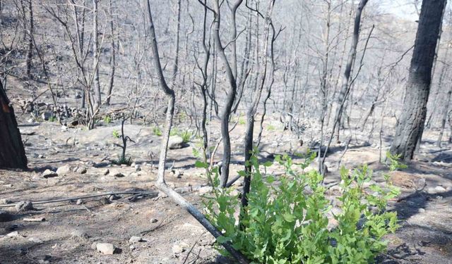 Orman yangınında küle dönen bölgede kendiliğinden fidanlar yeşerdi