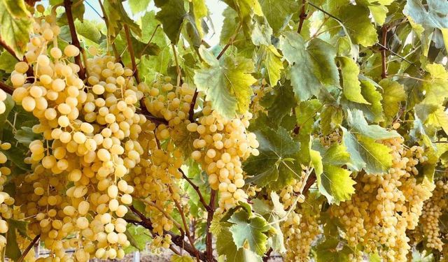Sarıgöl’ün altın sarısı Sultaniye üzümleri sofralara ulaştırılıyor