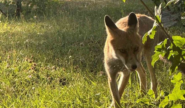 Tavşanlı’da maden işçilerinin tilki ile dostluğu