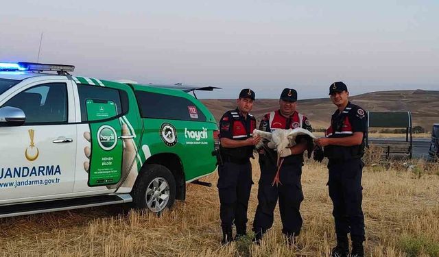 Yaralı leylek koruma altına alındı