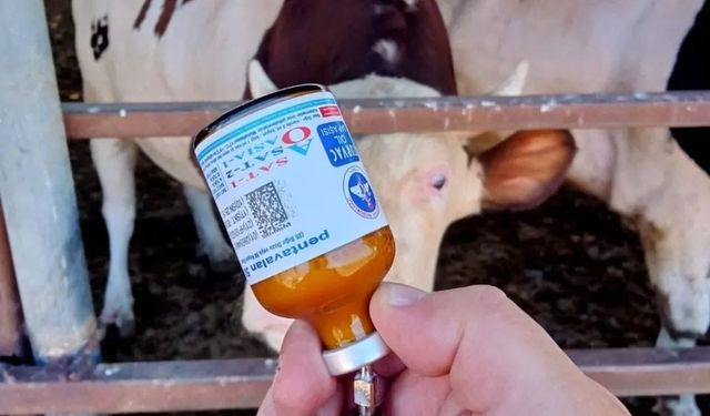 Yozgat’ta kapatılan hayvan pazarları yeniden açıldı