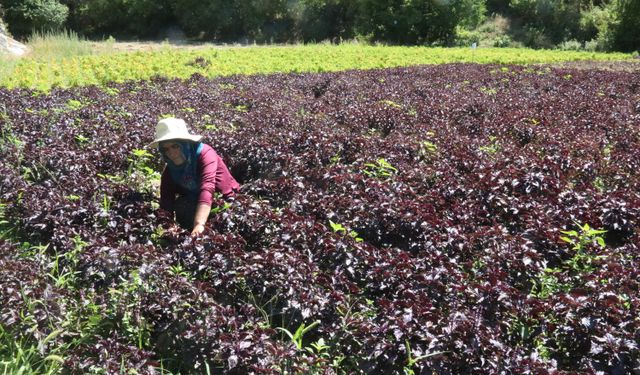 Arapgir'in tescilli mor reyhanında ve köhnü üzümünde hasat yapılıyor