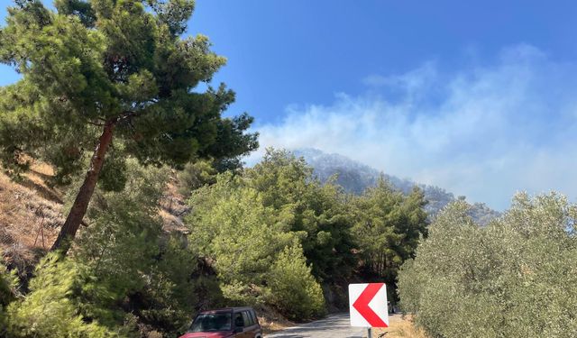 Aydın'da zeytinlik alanda çıkan yangın kontrol altına alındı