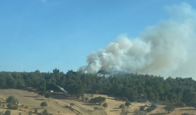 Çanakkale'de tarım arazisinde başlayan yangın ormanlık alana sıçradı