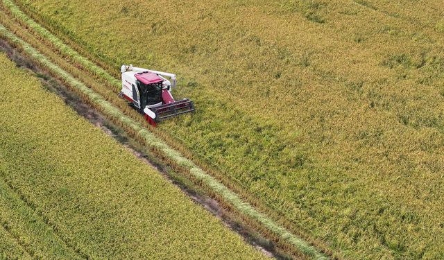 Edirne'de çeltik hasadı başladı