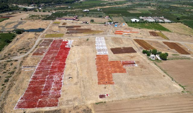 Gediz Ovası kurutmalık ürünlerle renklendi