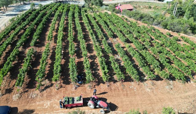 Isparta'da devlet destekli kurulan bağlarda üzüm hasadı başladı