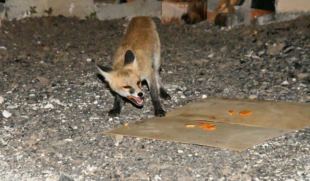 Kars'ta her akşam mahalleye inen tilki yavrularını vatandaşlar besliyor