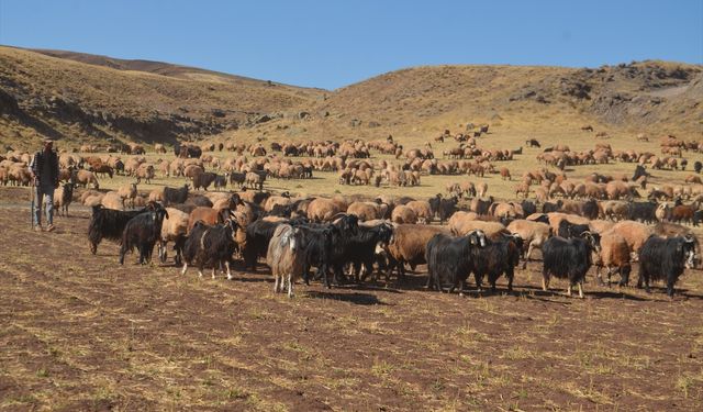 Muş'ta kadınların meradaki süt sağım mesaisi sürüyor