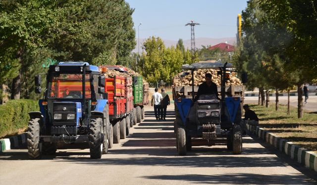 Muş'ta şeker pancarı alımı başladı