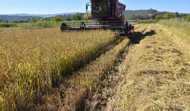 Sinop'ta 17 bin 484 dekar alanda çeltik hasadına başlandı