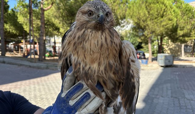 Sinop'ta yaralı halde bulunan kızıl şahin tedavi altına alındı