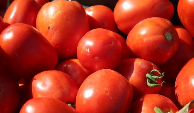 Tokat'taki tarlalarda domates hasadı sürüyor